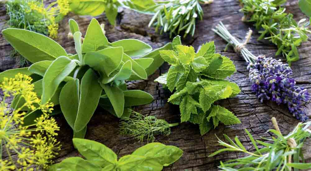 Introduction to Medicinal and Aromatic Plants